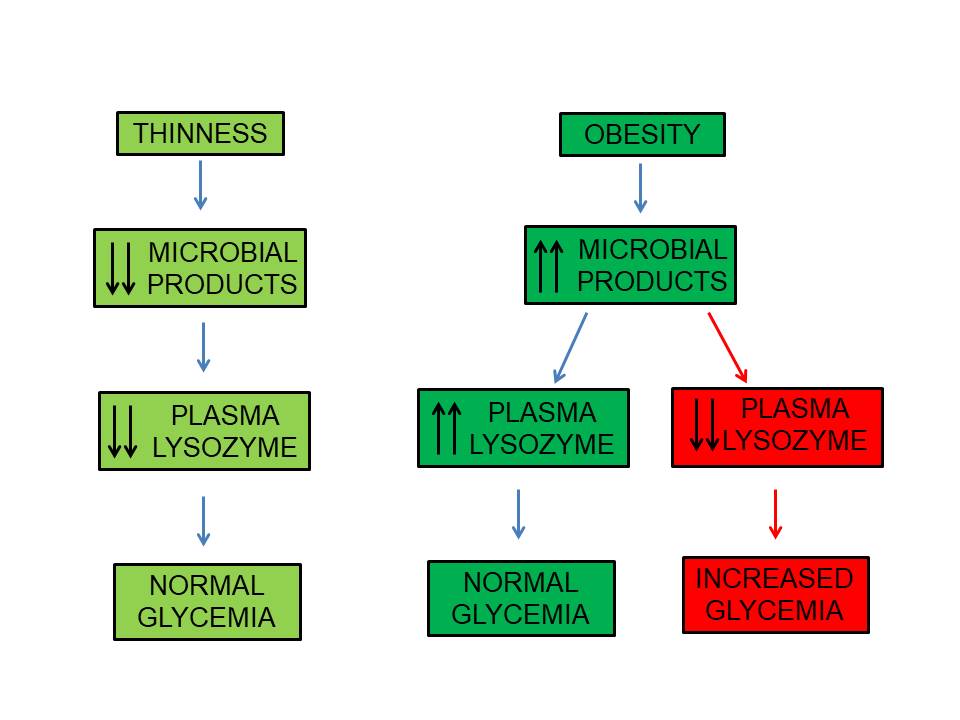 El lisozim és un component del sistema immunològic innat vinculat a l'obesitat associada a la inflamació crònica de baix grau i a l'alteració de la tolerància a la glucosa.