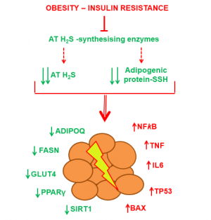 L'activació de la síntesis endógena de H2S o la suplementació exògena de H2S potencia l'adipogenesis en el teixit adipós i preserva la fisiologia dels adipòcits humans.