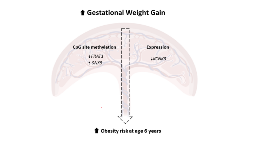 Maternal obesity during pregnancy may lead to changes in placental DNA methylation