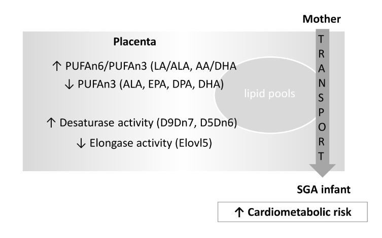 Comparació del perfil d'àcids grassos placentari en nens amb baix pes per l'edat gestacional i nens amb pes adequat