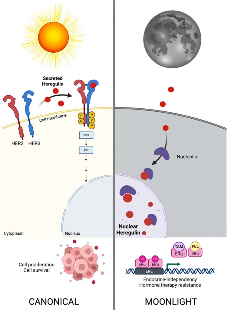 Heregulina: Una proteína “moonlighting” que promueve la resistencia a la terapia hormonal en el cáncer de mama