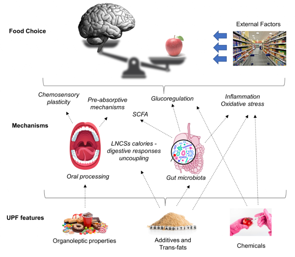 Anàlisi dels aliments i begudes ultraprocessats: Tenen un impacte en el cervell?