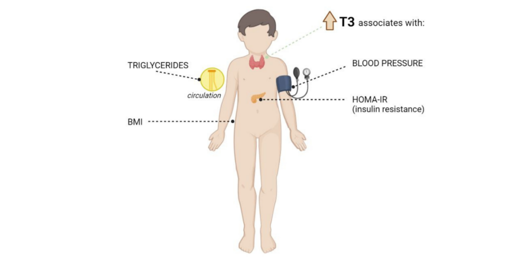 La hormona T3 lliure s’associa amb factors de risc cardiometabòlic en infants sans